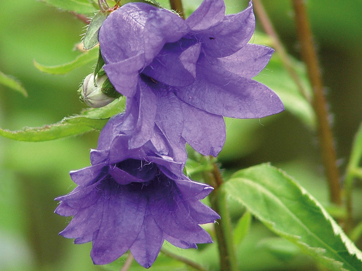 Close up of Campanula Bernice