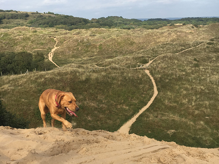 Dog walking on Merthyr Mawr sand dunes