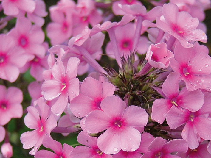 Miss Pepper Phlox Paniculata.jpg
