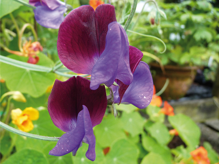 Close up of sweet pea flower