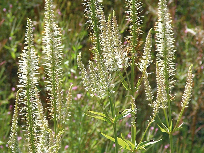 Veronicastrum (Culver’s Root)