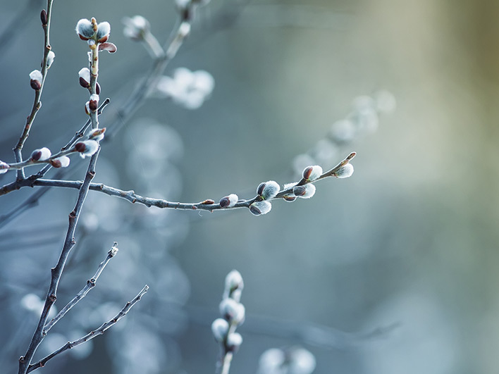 Pussy Willow